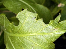 Polydrusus mollis погрызы